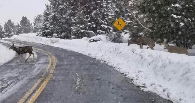 Deer crossing Lakeview Road in Carson City at the crossing sign (as required)