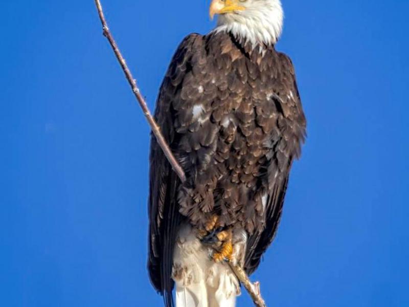 Bald Eagle posing for picture