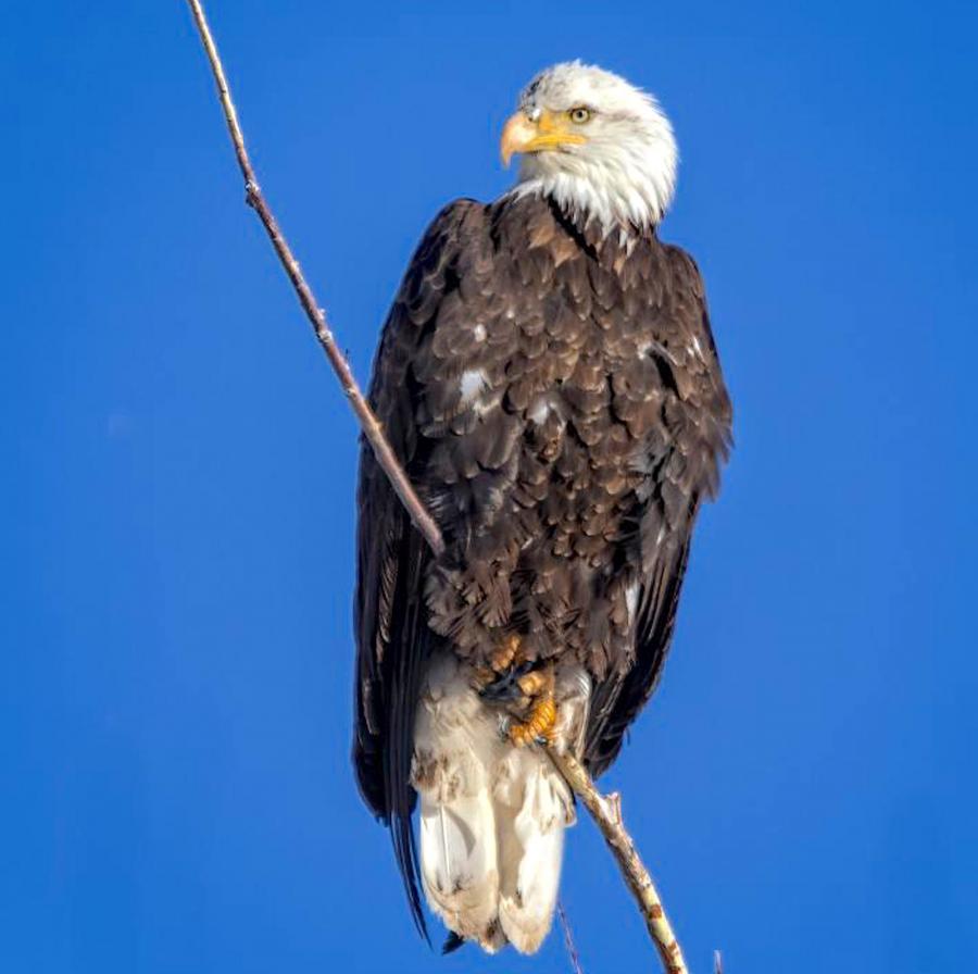 Bald Eagle posing for picture
