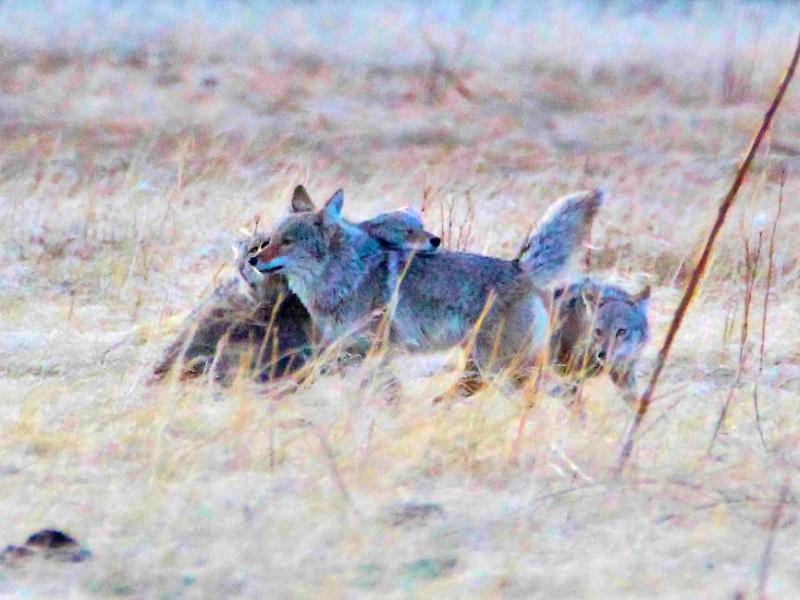 Photo by Brett Fisher. Four coyotes play in a field of the former Anderson Ranch in West Carson City.