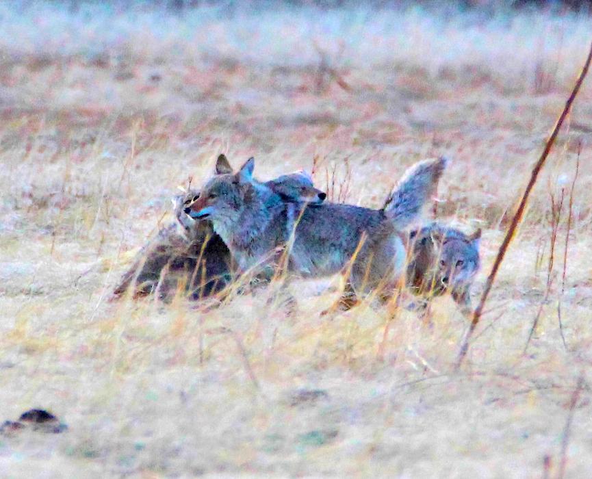 Photo by Brett Fisher. Four coyotes play in a field of the former Anderson Ranch in West Carson City.