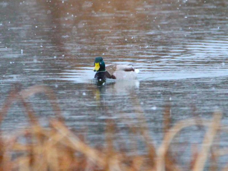 Photo by Brett Fisher. A Mallard drake swims in a Silver Oak Golf Course pond Saturday morning amidst snowfall.