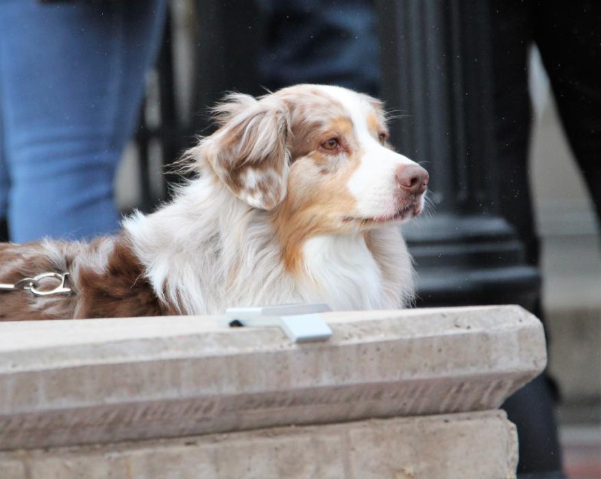 A dog enjoys the sights and sounds around Telegraph Square while its owner sips wine.