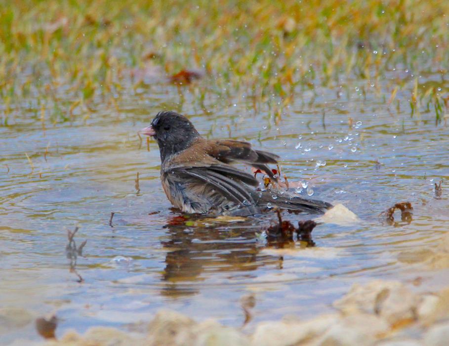 Photo by Brett Fisher. A small bird bathes in a puddle created by rain drops Saturday on Silver Oak Golf Course.