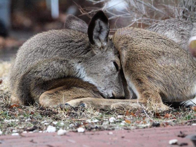 Photos by Brett Fisher. A yearling curls up for a nap underneath mature trees in Carson CIty's historic district Saturday.