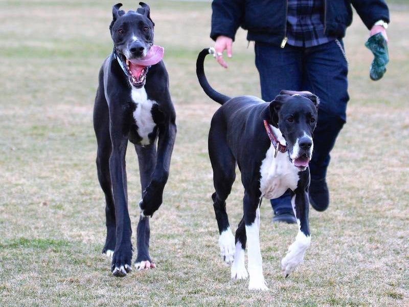 Photos by Brett Fisher. Rocko, left, and Daisy enjoyed playing at Sonoma Dog Park Saturday.
