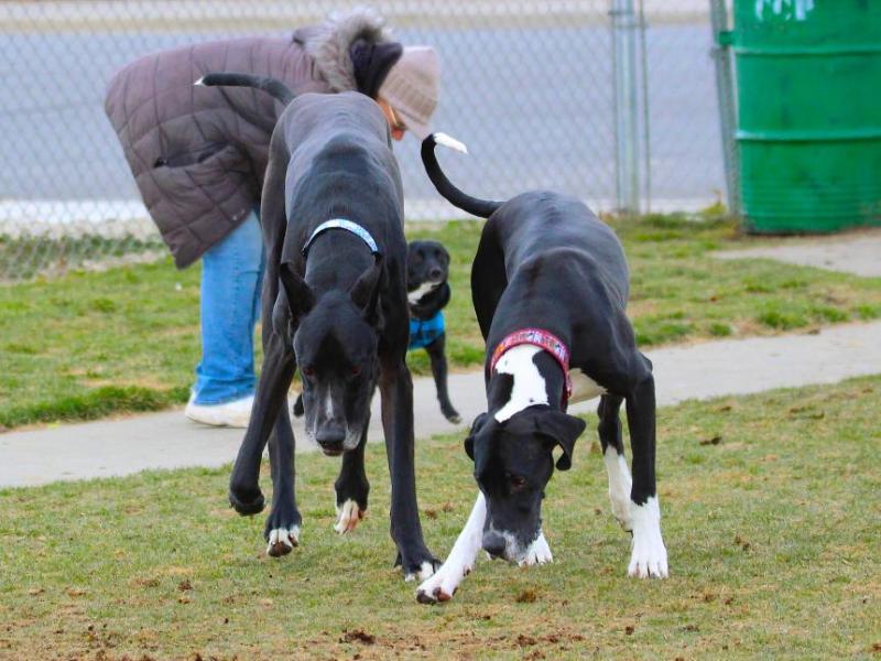 Rocko and Daisy share in the smells of Sonoma Dog Park.
