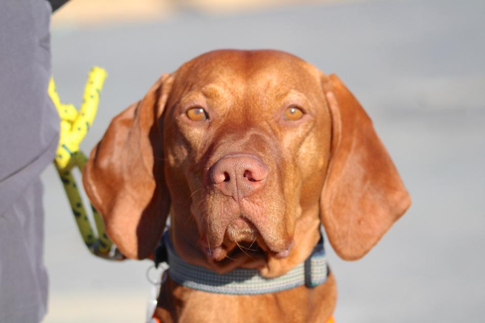 Bodi the Vizsla is a therapy dog and also a search-and-rescue canine.