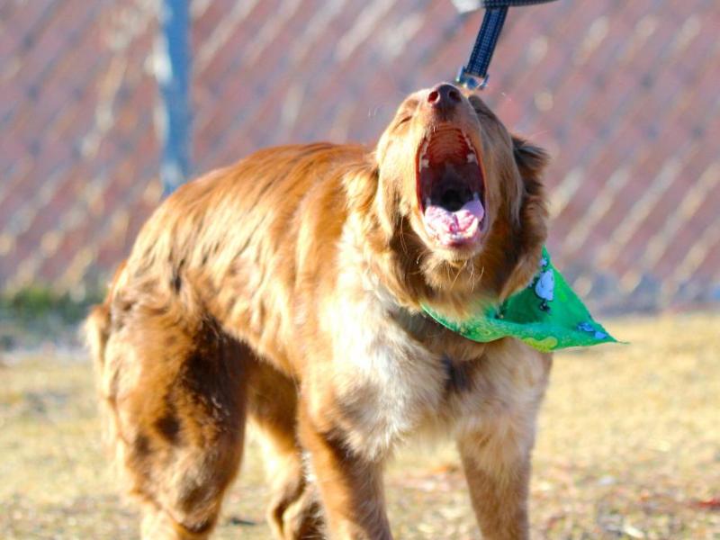 Photos by Brett Fisher. Tallac, a chocolate Border Collie, lets everyone know how excited he is for Saturday's run.