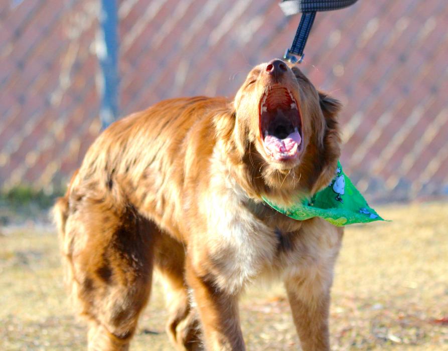 Photos by Brett Fisher. Tallac, a chocolate Border Collie, lets everyone know how excited he is for Saturday's run.