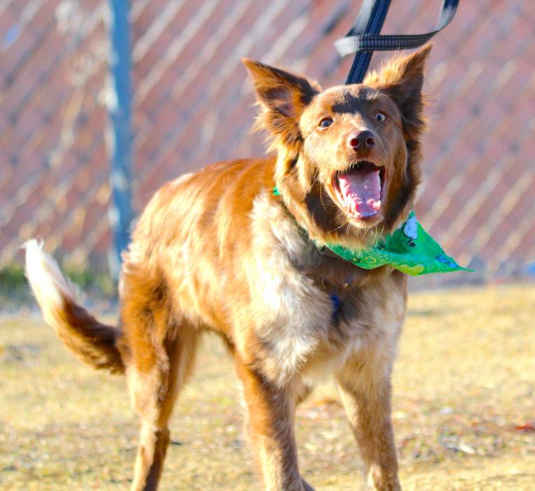 Tallac the chocolate Border Collie