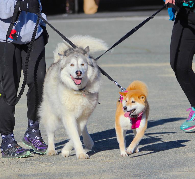 An Alaskan Malamute and puppy appear to cross leashes in the Silver Strike CrossFit parking lot.
