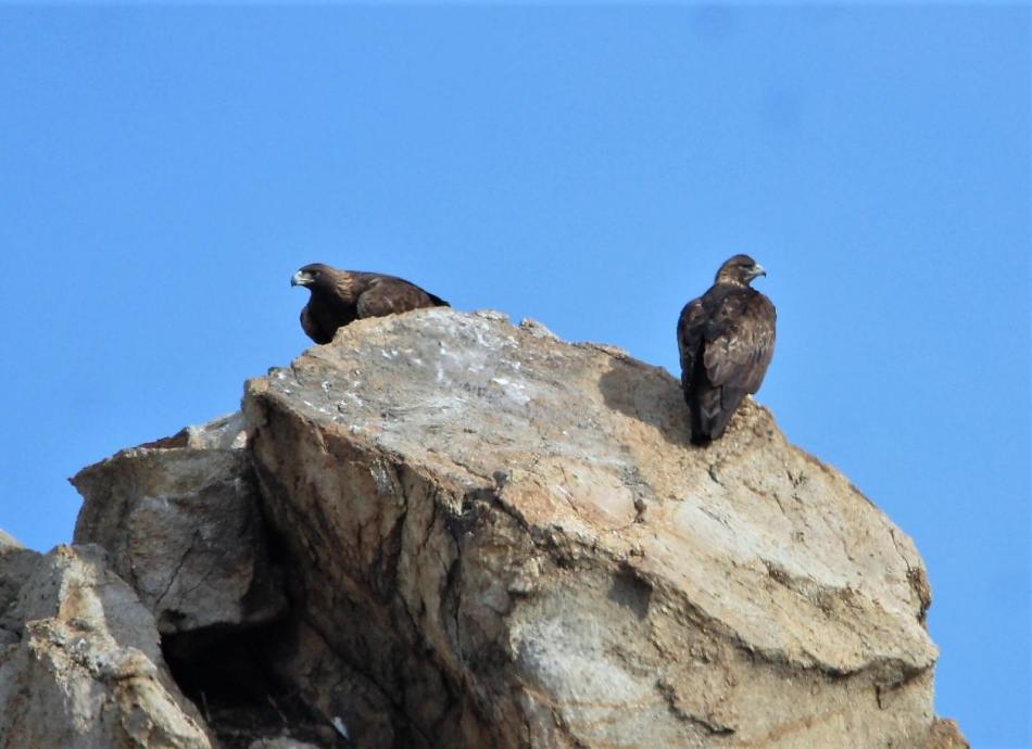 A pair of hawks take it easy on some rocks in this file photo by Brett Fisher.