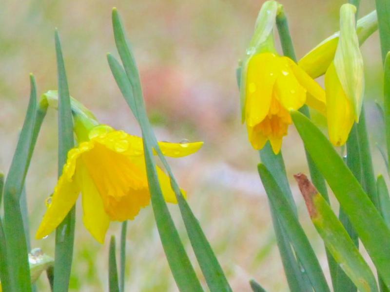 Photos by Brett Fisher. Spring rain drops cling to daffodil petals Saturday afternoon in Carson City.
