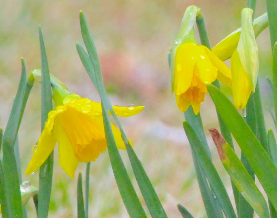 Photos by Brett Fisher. Spring rain drops cling to daffodil petals Saturday afternoon in Carson City.