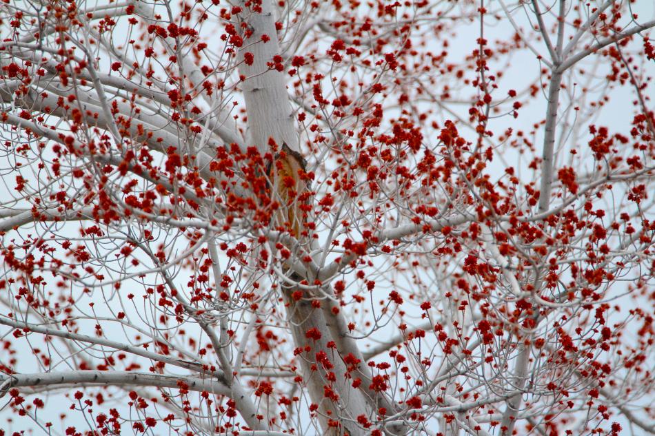 Red blossoms color a tree in Carson City like a pointillist painting.
