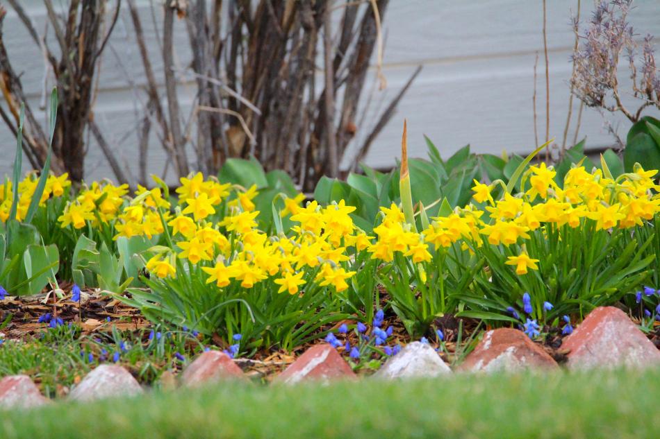 Bunches of daffodils flower in a yard on W. Telegraph Street.