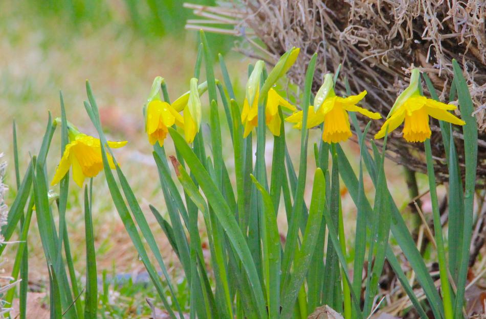 Blooming daffodils in a neat row along W. Robinson Street.