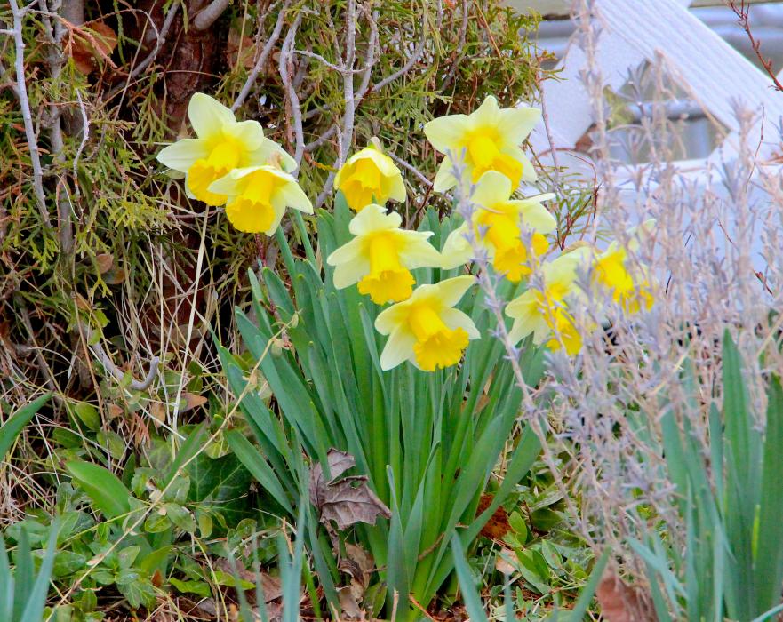 Daffodils in Carson City's downtown historic district.