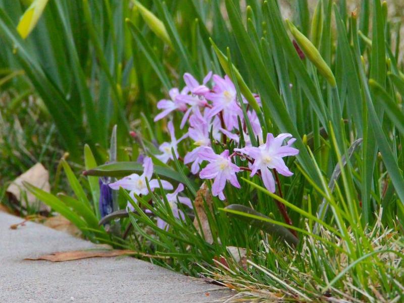 Tiny lavender-colored flowers bloom along a sidewalk in Carson City's historic district.