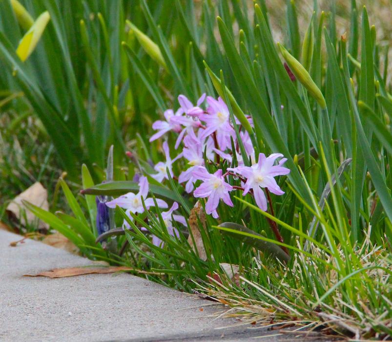 Tiny lavender-colored flowers bloom along a sidewalk in Carson City's historic district.