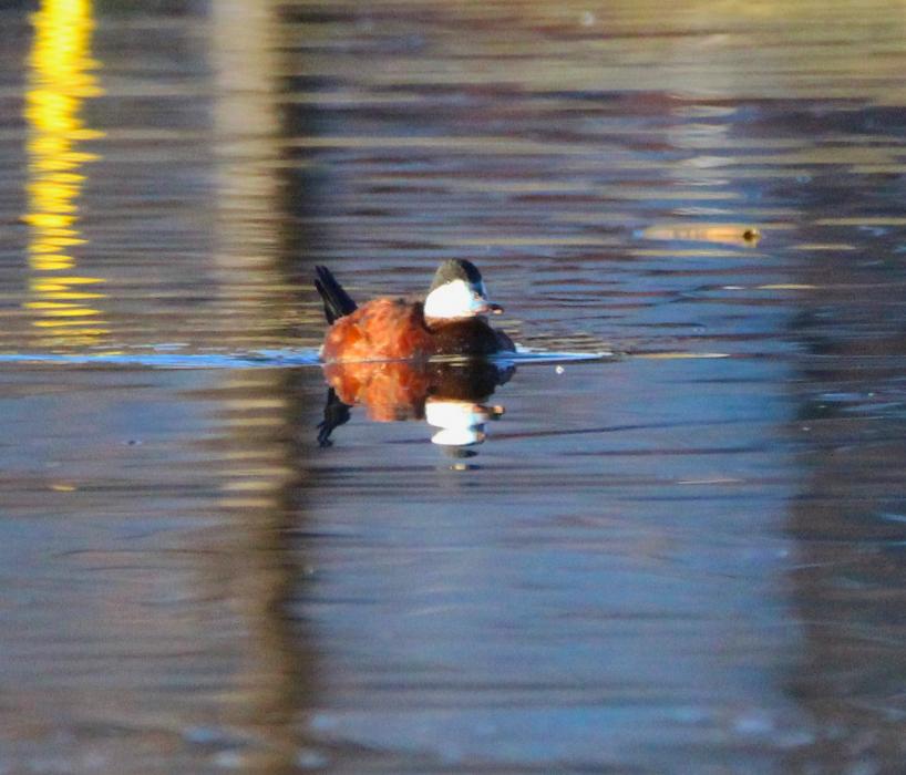A Ruddy duck in a pond on Silver Oak Golf Course.