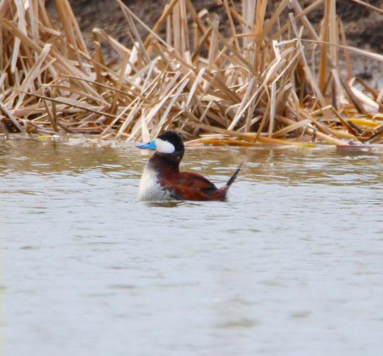 A Ruddy duck in a pond on Silver Oak Golf Course.