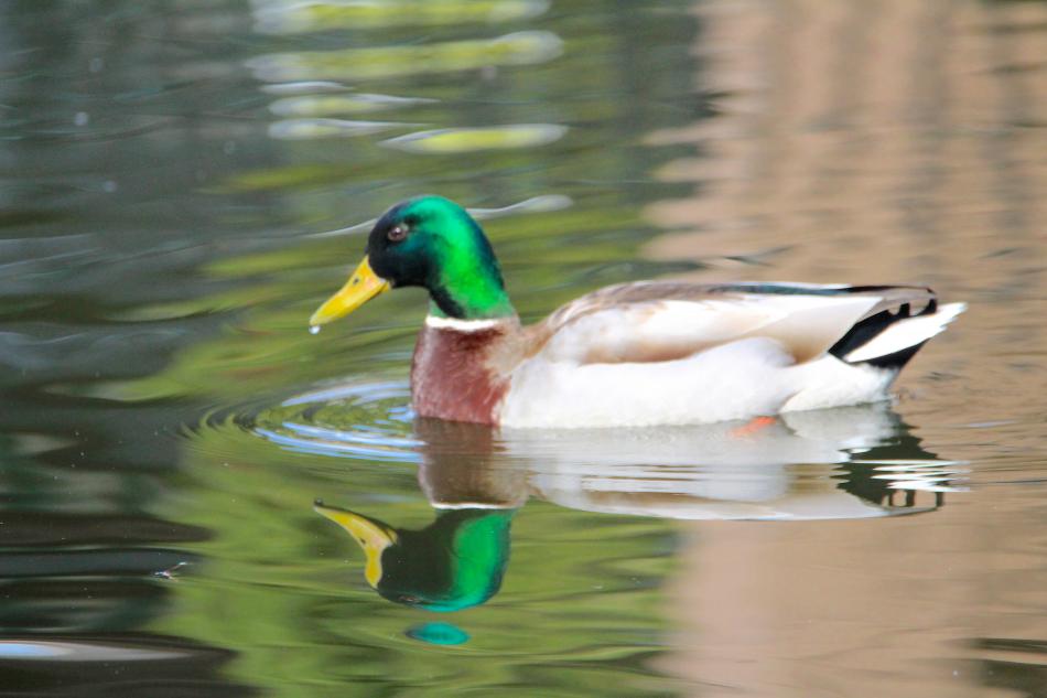 Sunlight shines on a Mallard drake swimming in a Carson City pond.