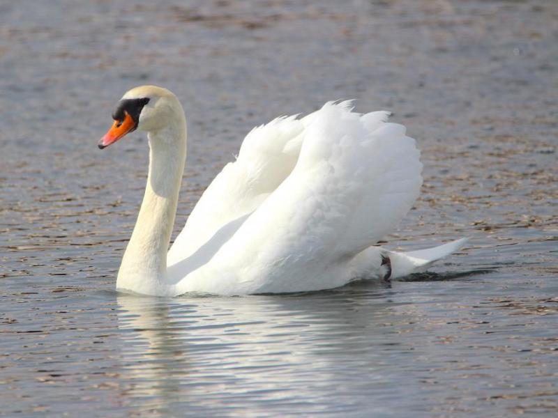 Photos by Brett Fisher. A swan glides through the water in a pond off South Curry Street.