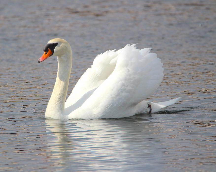Photos by Brett Fisher. A swan glides through the water in a pond off South Curry Street.