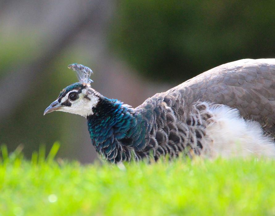 A peahen pecks for food on green lawn off South Curry Street.