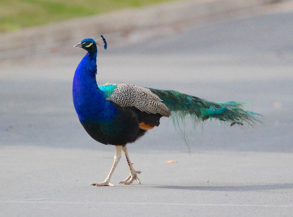 A peacock struts toward his flock of peahens Saturday off South Curry Street.