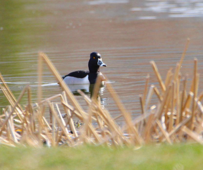 A Ring Neck duck in a pond on Silver Oak Golf Course.