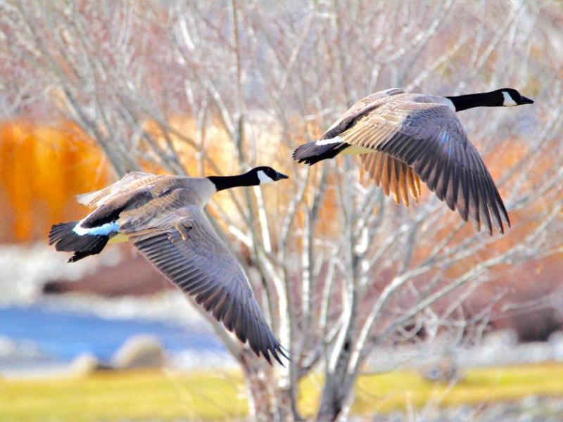 Photo by Brett Fisher. Canadian geese take off from Silver Oak Golf Course.