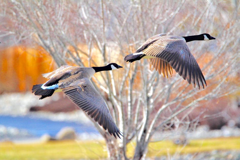 Photo by Brett Fisher. Canadian geese take off from Silver Oak Golf Course.