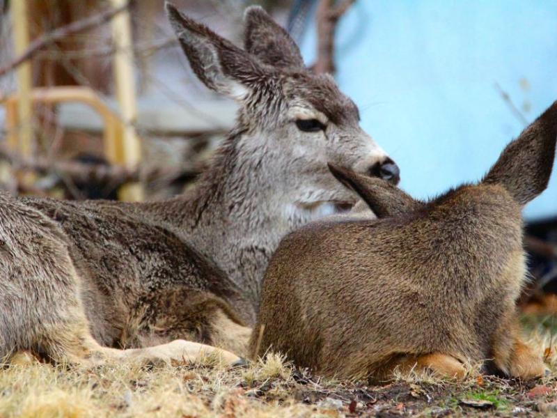 Spring has sprung as has our local wildlife as seen in this photo by Brett Fisher taken earlier last month.