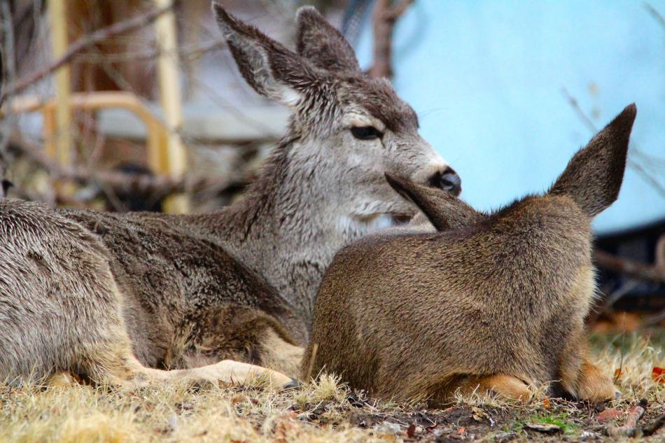 Spring has sprung as has our local wildlife as seen in this photo by Brett Fisher taken earlier last month.