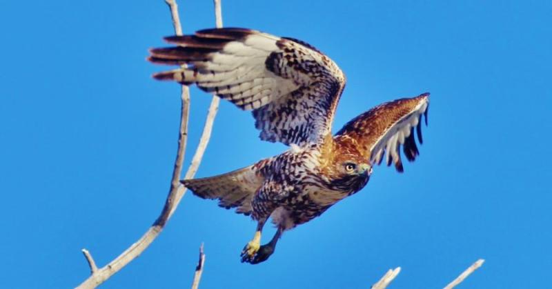 Photo by Edward Howell. A Red Tail Hawk over Buzzy's Ranch