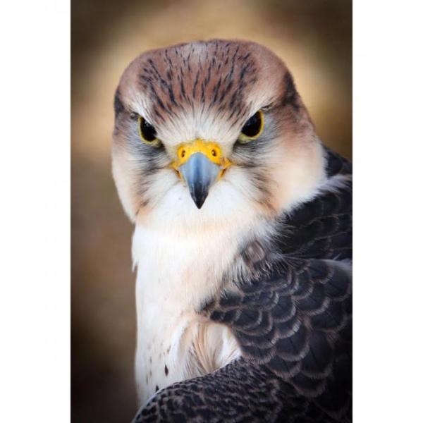 "American Kestrel" from Katfish Fisher
