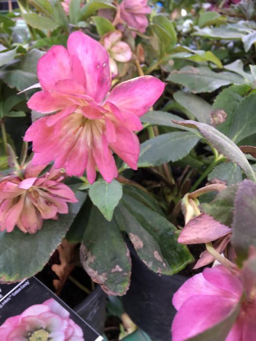 These photos show Hellebore Cotton Candy, Hellebore Rio Carnival and Hellebore Sunshine.