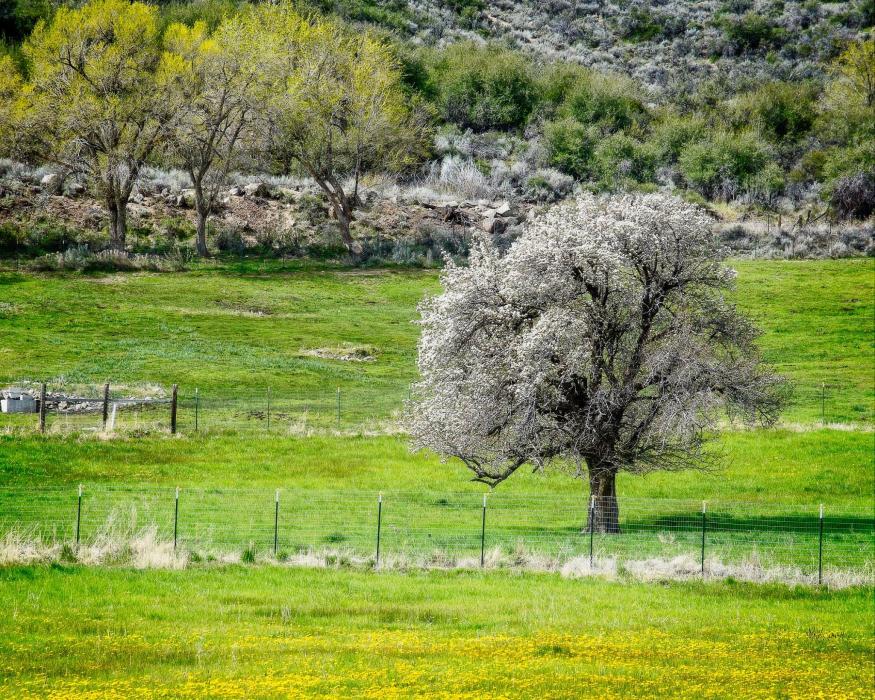 Photo by Tanja Musselman. Another April day brings spring weather to Carson City.