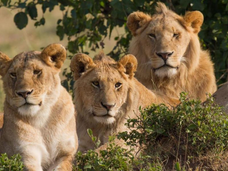 A lioness and two males. Wikipedia Commons photo