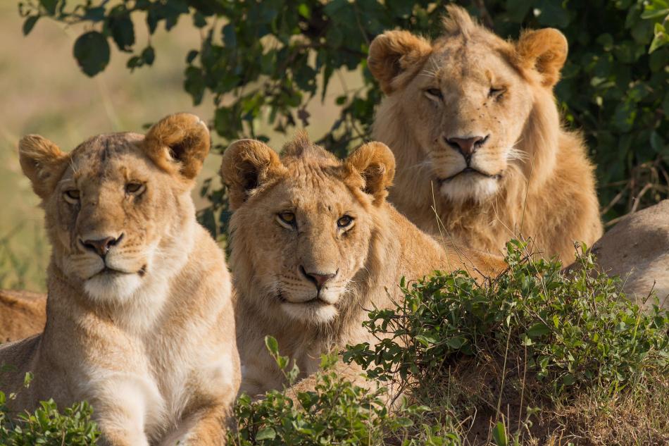 A lioness and two males. Wikipedia Commons photo