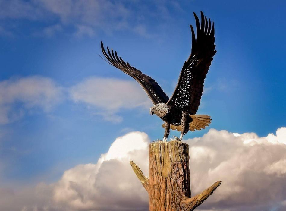 Photo by Tanja Musselman‎: The eagle statue at the intersection near Highway 50, I-580 and South Carson Street.