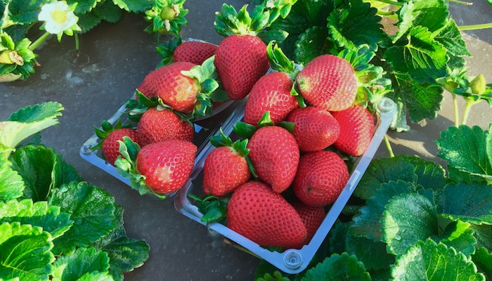 Strawberries need full sun for at least eight hours per day, so a south-facing area works well.