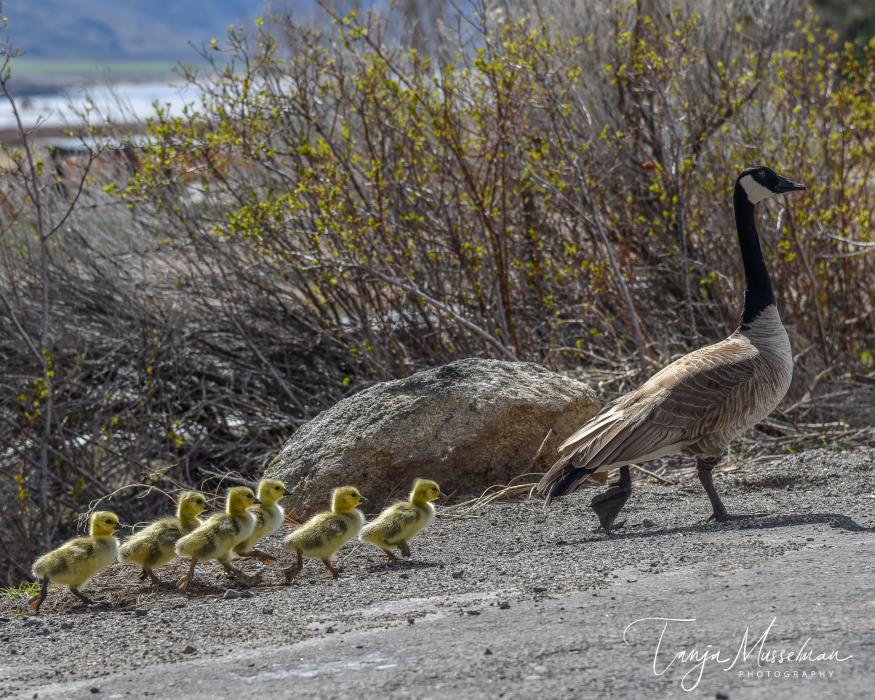 Photos by Tanja Musselman. Nothing says Spring has sprung like seeing these little goslings with their parents on Easter Sunday.