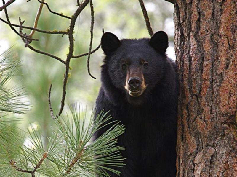 Nevada Department of Wildlife file photo