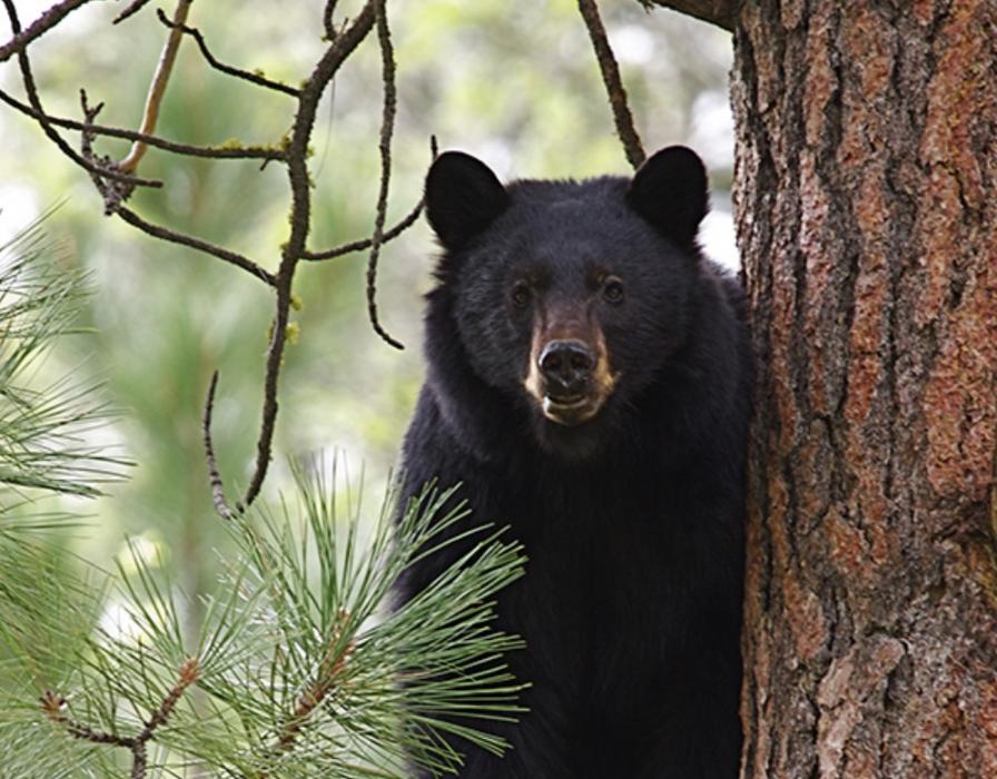 Nevada Department of Wildlife file photo