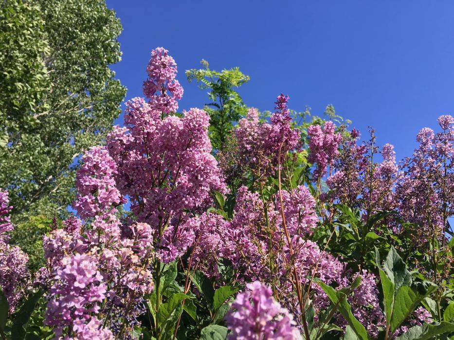 Photo by Tanja Musselman‎. Sunshine and a daytime high pushing near 75 ahead for Tuesday.