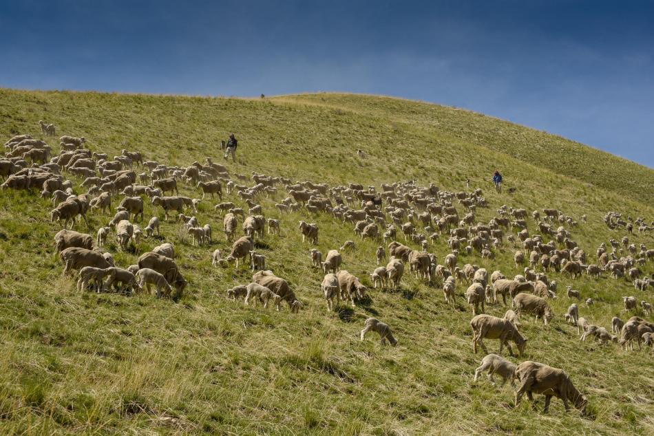 Fuel reduction project with sheep returns to Carson City